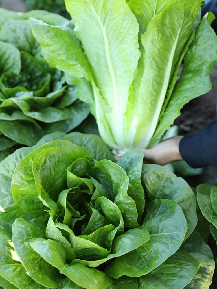 Jiemei Peacock Lettuce