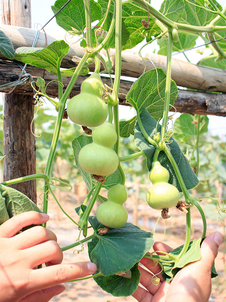 Hezhichun Mini Hand-twisted Gourd