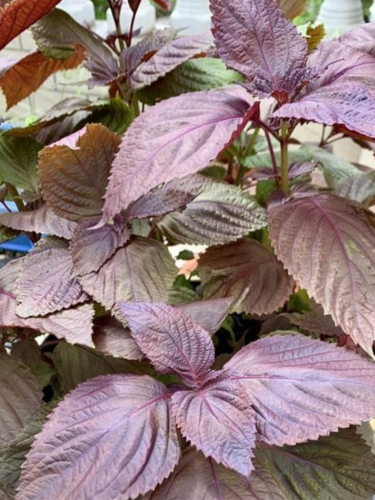 'Zifei' Purple Perilla