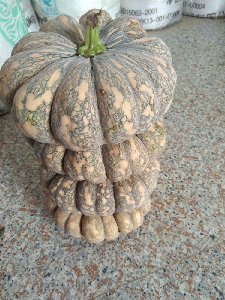 'Jing Xiangmi 201' Pumpkin