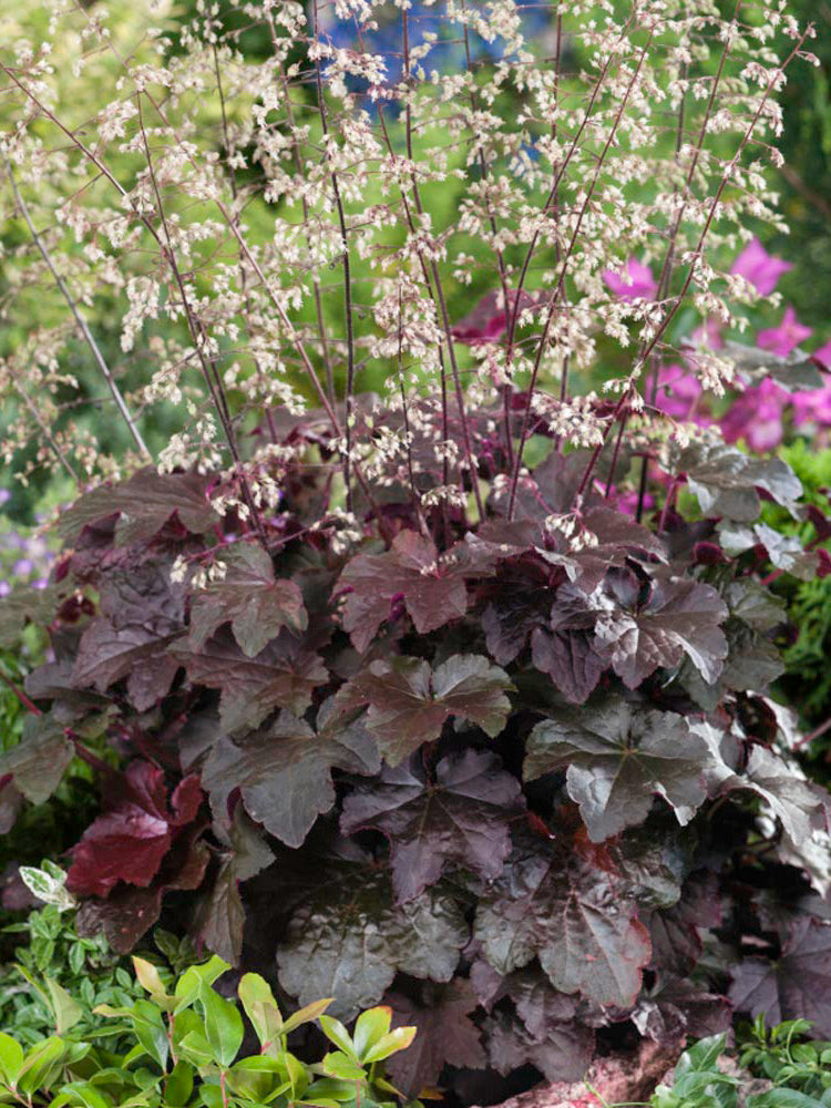 Purple Palace Heuchera