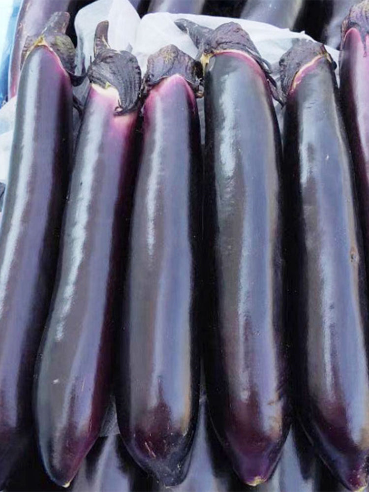 Zilong No.1 Eggplant
