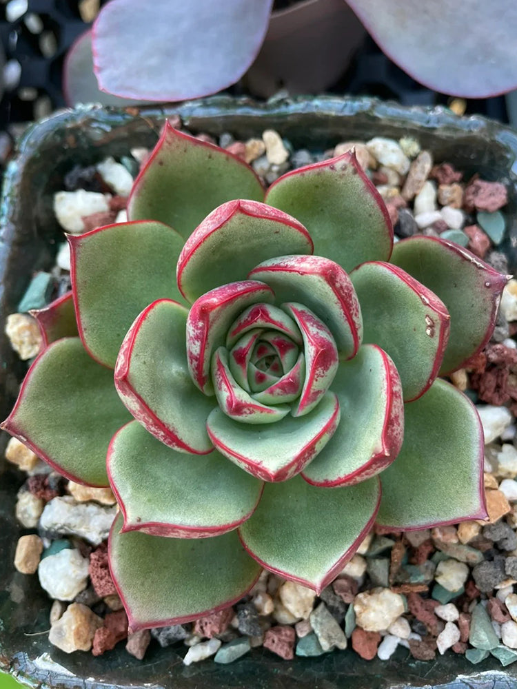 Echeveria cv. 'Bullfighter'