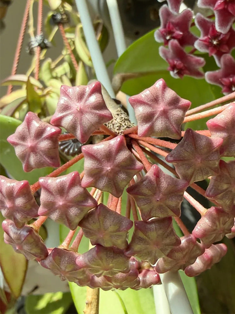 Hoya pubicalyx 'Pink Silver'