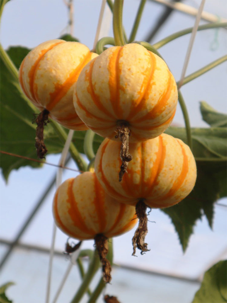 Orange Beibei Pumpkins