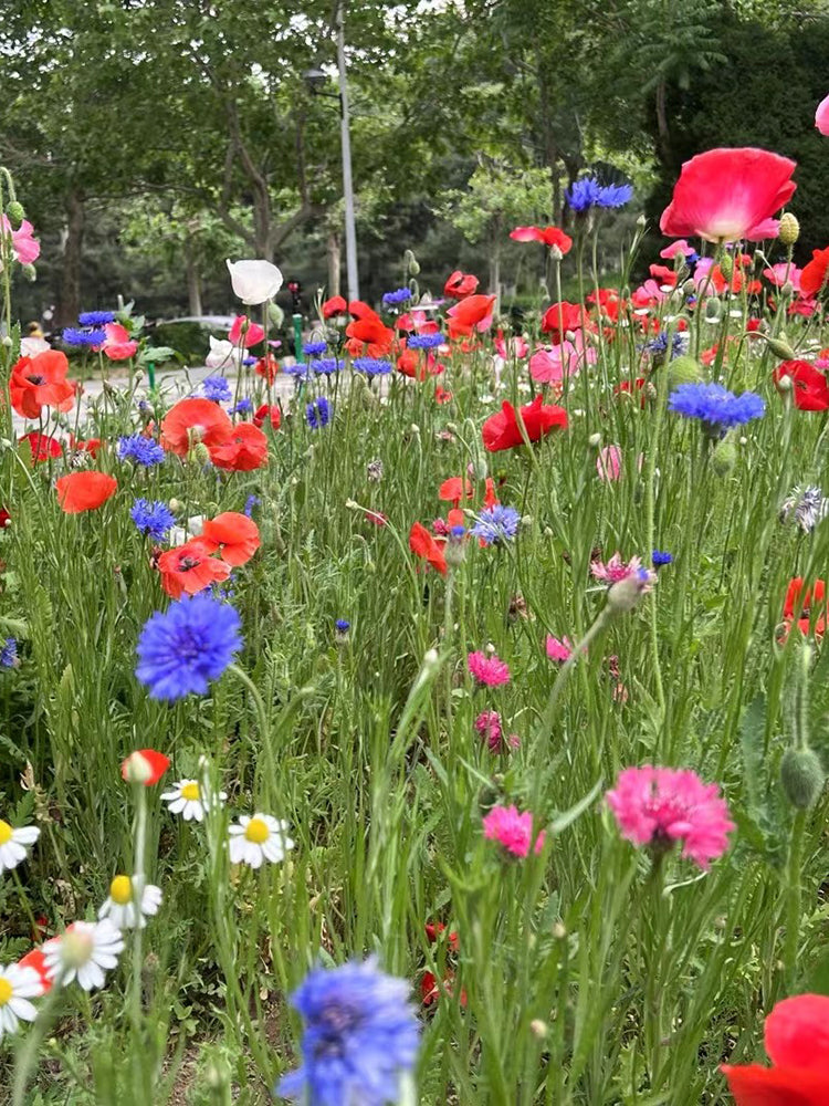 Wildflower Mix