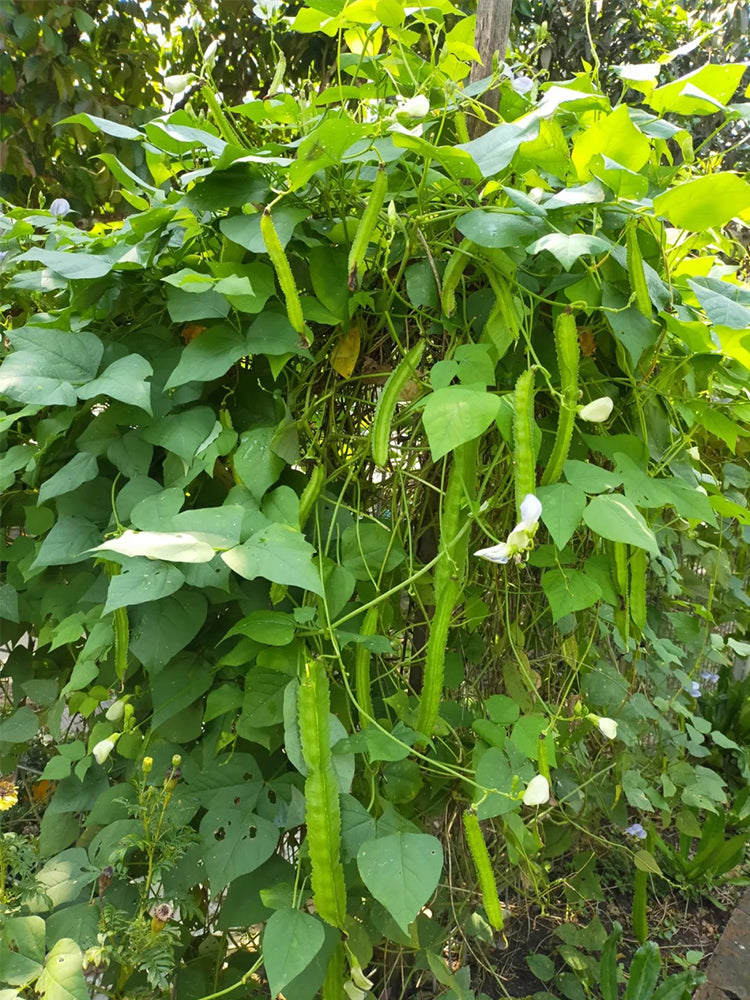 Winged Bean (Psophocarpus Tetragonolobus)