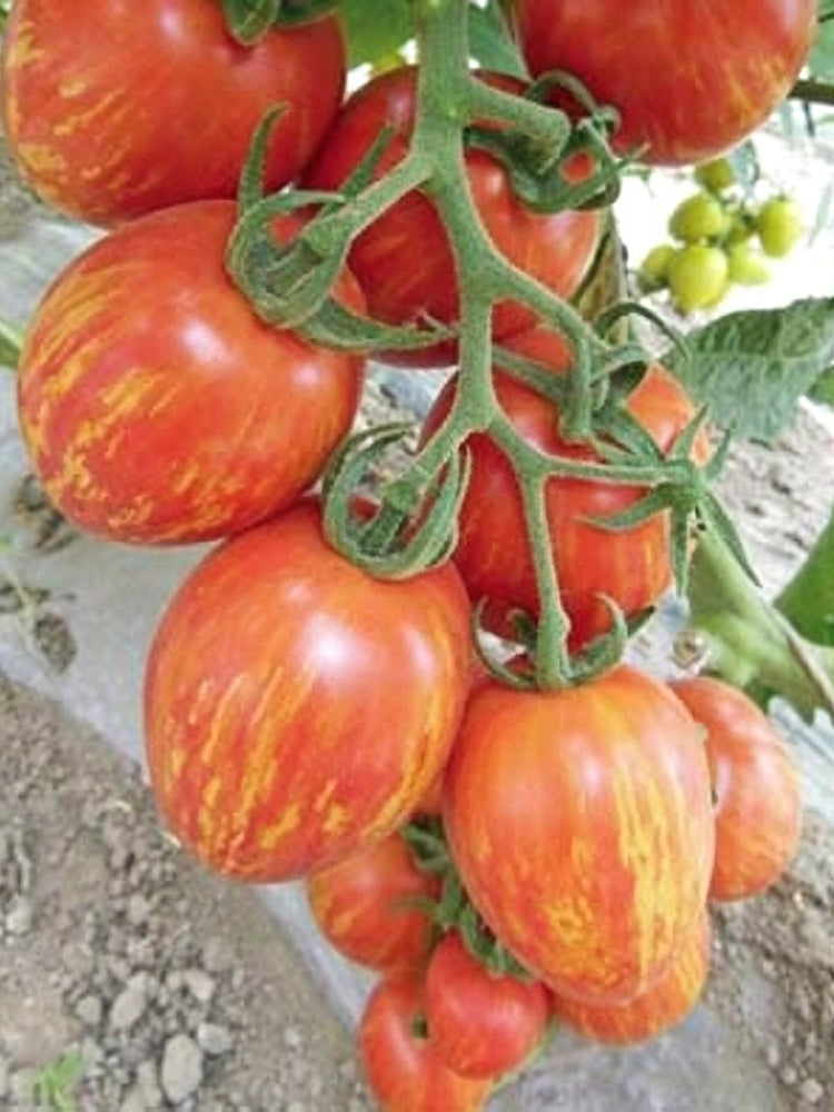 Red Pear Tomato
