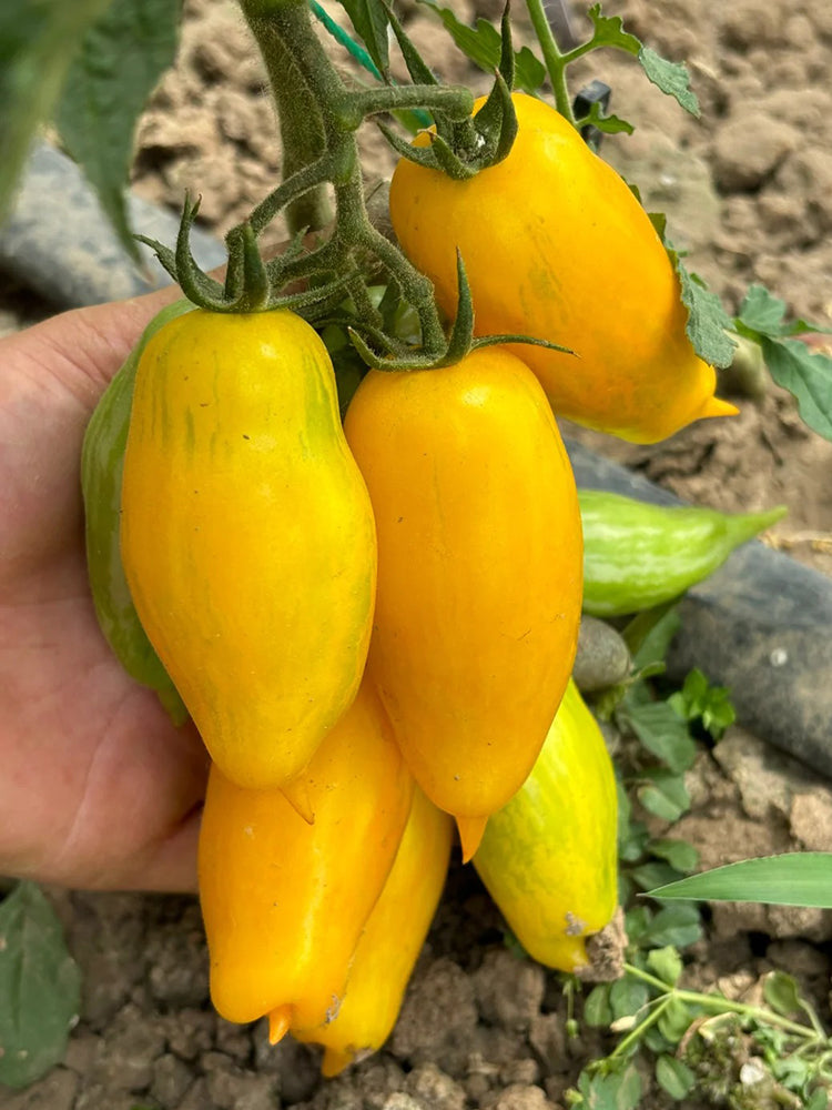 Yellow Banana Tomato