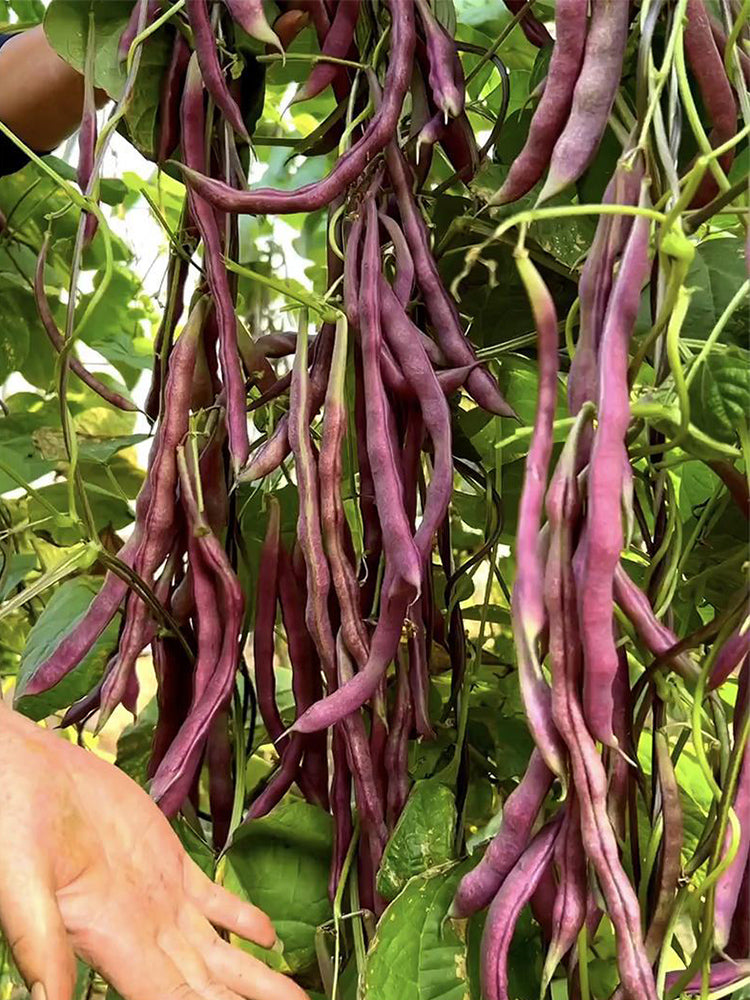 Huajun No.8 Purple Kidney Beans