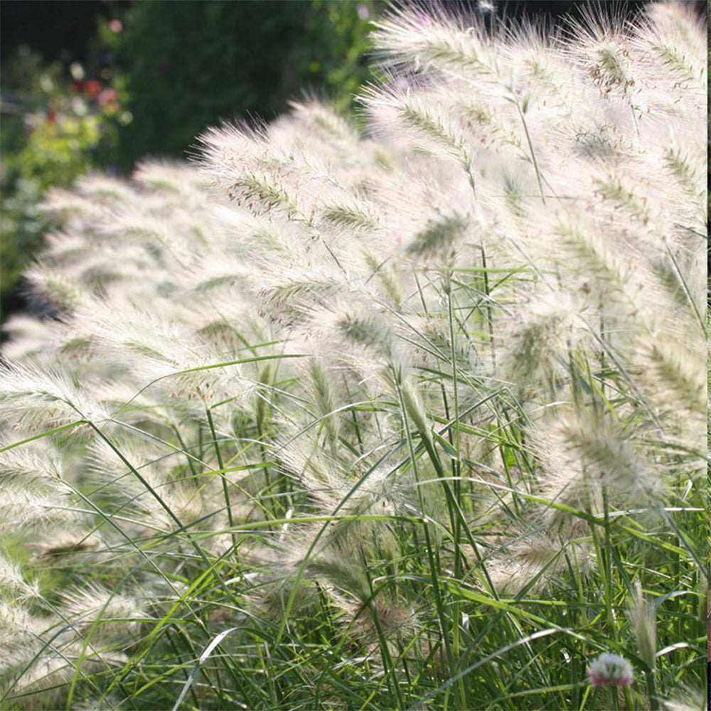 U2223 Long Feathery Fountain Grass