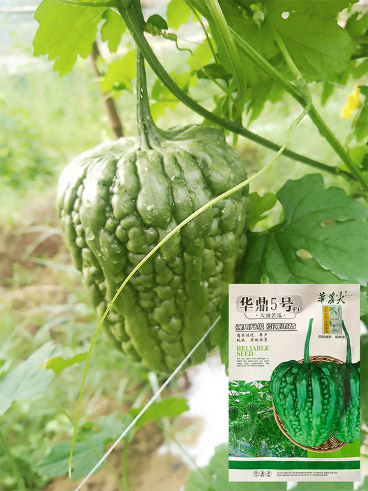 Huading No.5 Broad-top Bitter Gourds