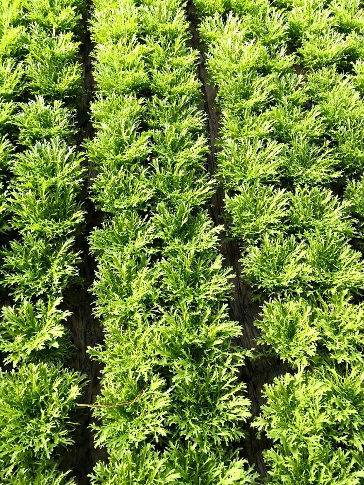 Curly Endive