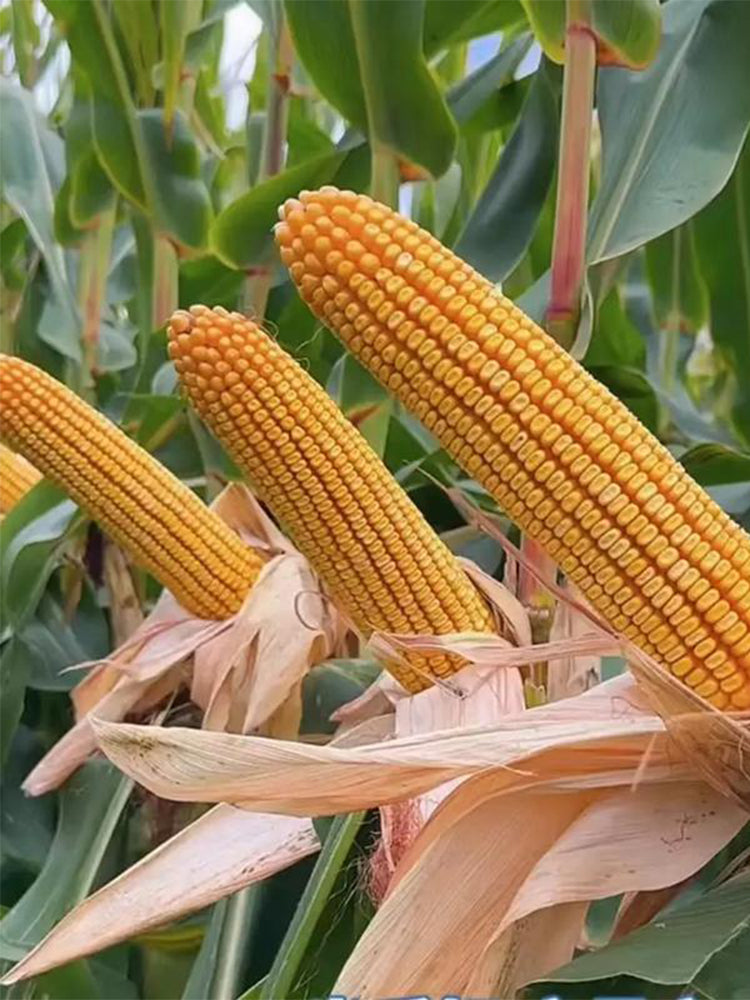 NK718 Corn Maize Hybrid