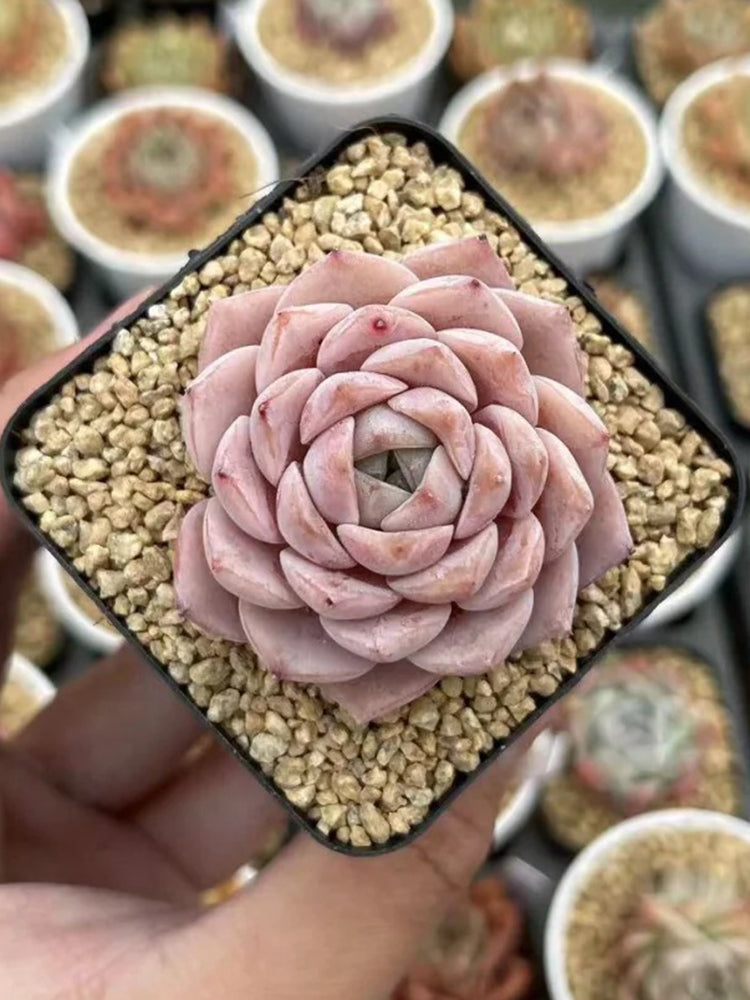 Echeveria 'Grace'