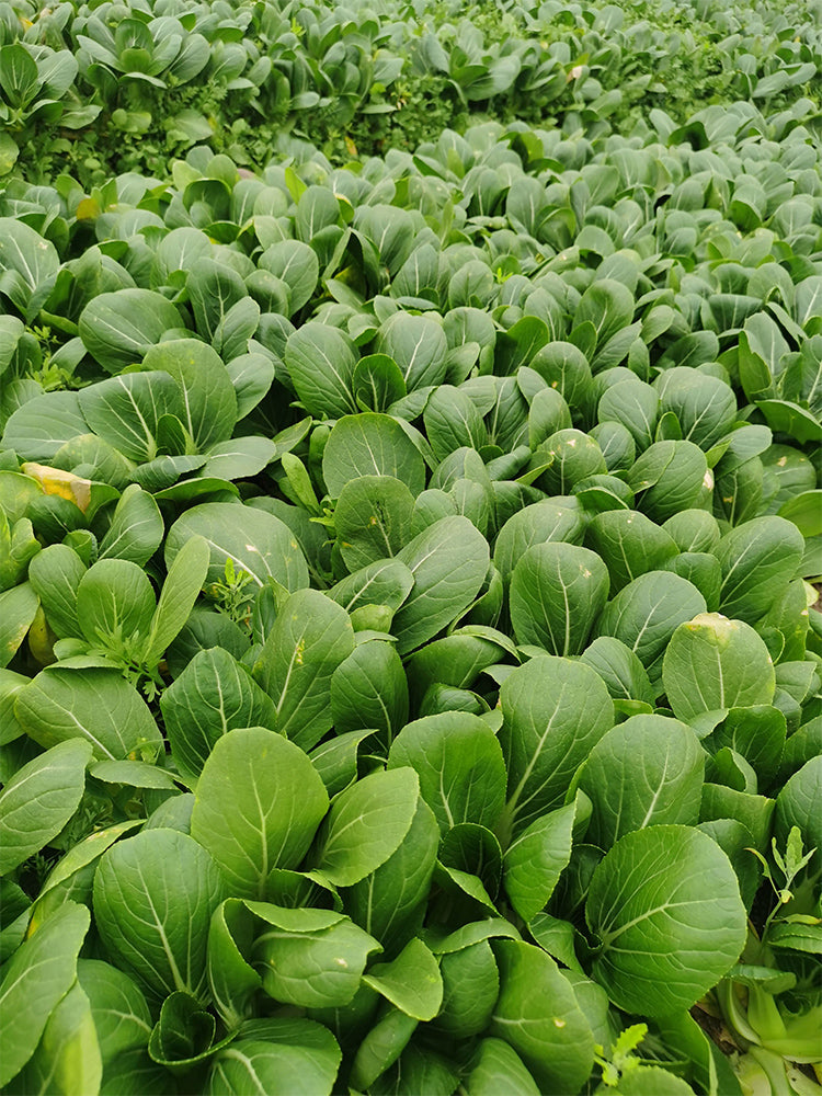'Hefeng' Shanghai Bok Choy