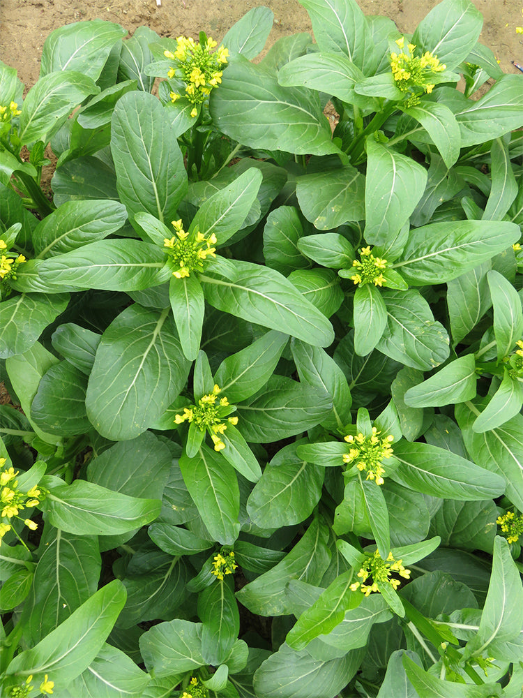 'Sijiu' No-Fiber Pointed-Leaf Choy Sum