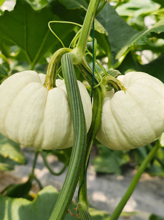 Tianzi Yubei White Baby Pumpkin