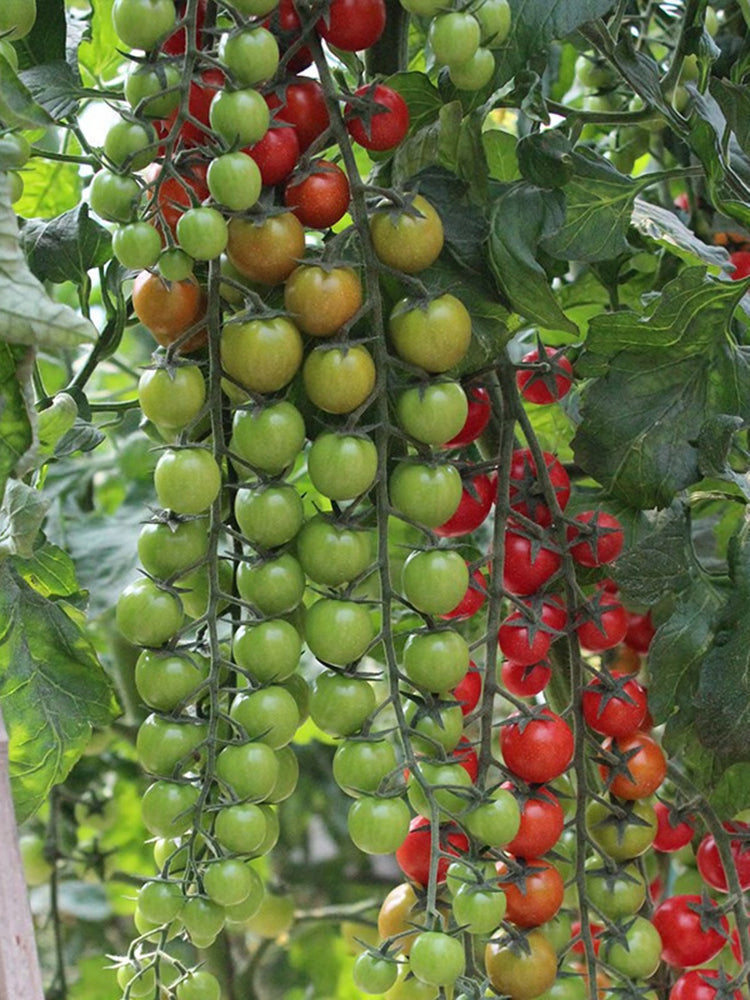 Pearl Falls No. 2 Tomato