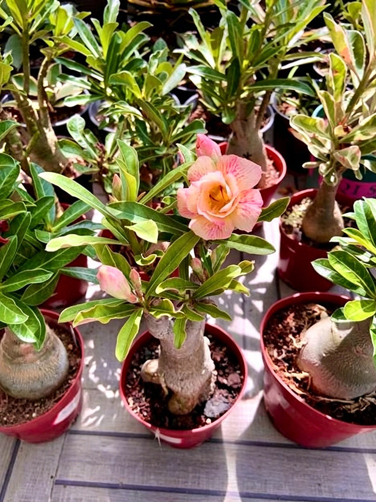 Desert Rose Mixed Colors