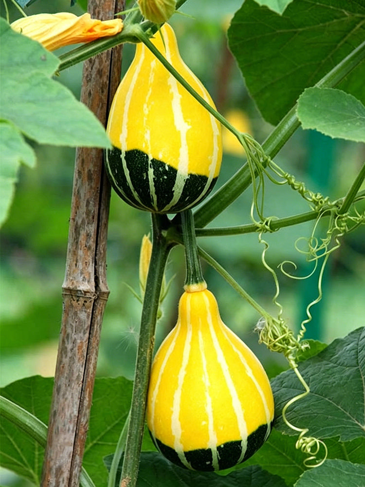 Little Rascal Gourd