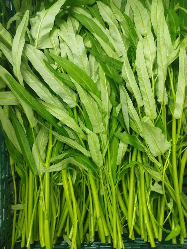 Jiemei New Green Willow Leaf Water Spinach
