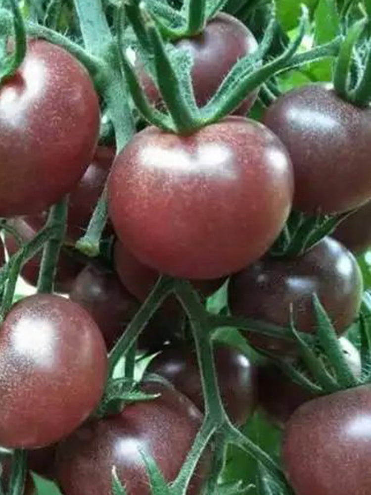 'Midnight Pearl' Cherry Tomato