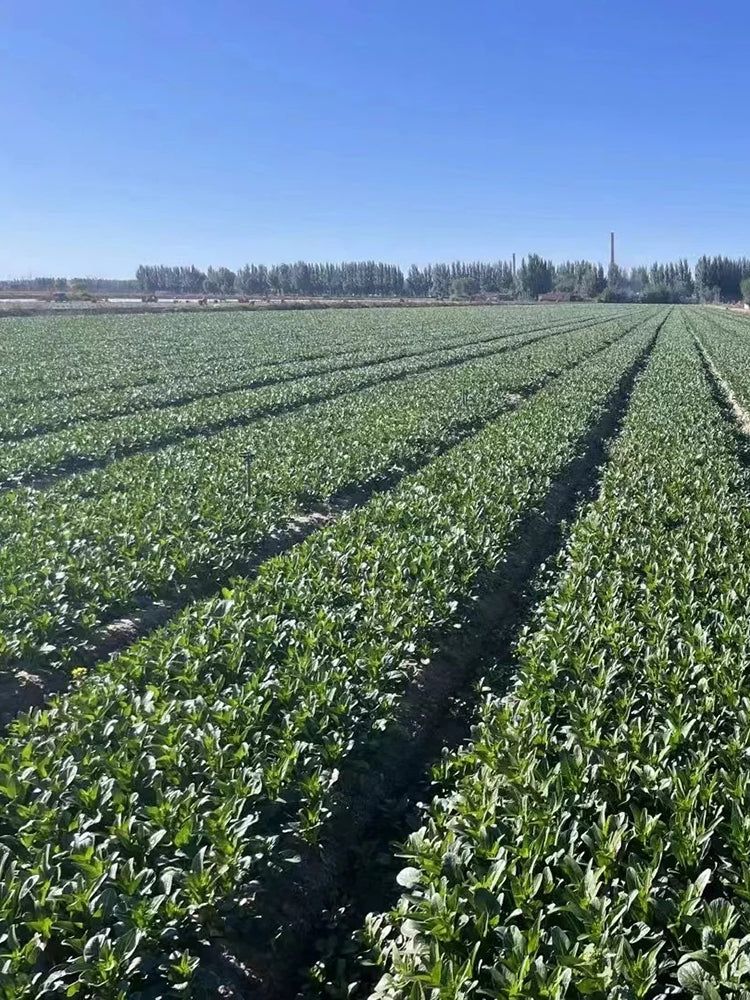 Meiqi No.3 Sweet Choy Sum