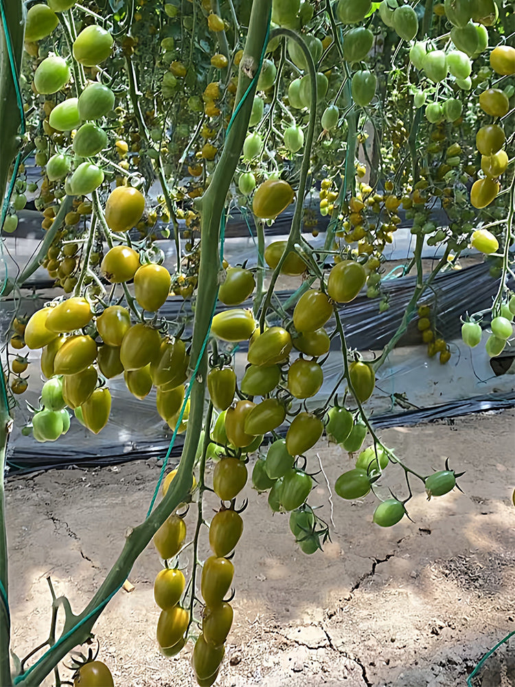 Qingguo Qingcheng F1 Tomato