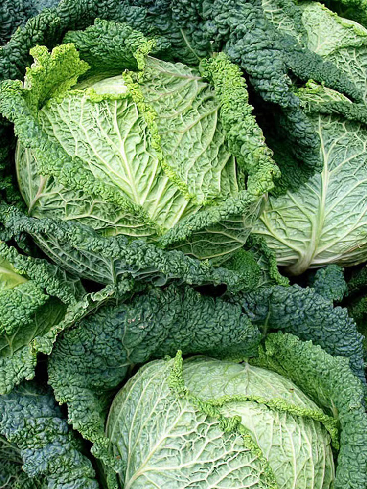 'Dongzhou No.1' Cabbage