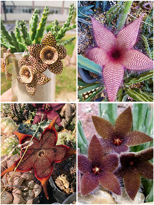Carrion Flower (Stapelia spp.)