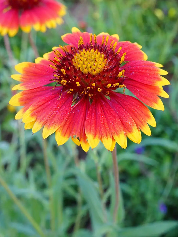 Perennial Gaillardia