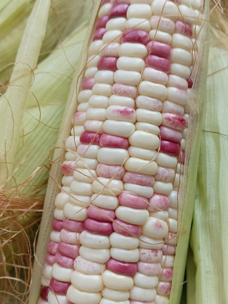 'Caitiannuo No. 6' Waxy Corn