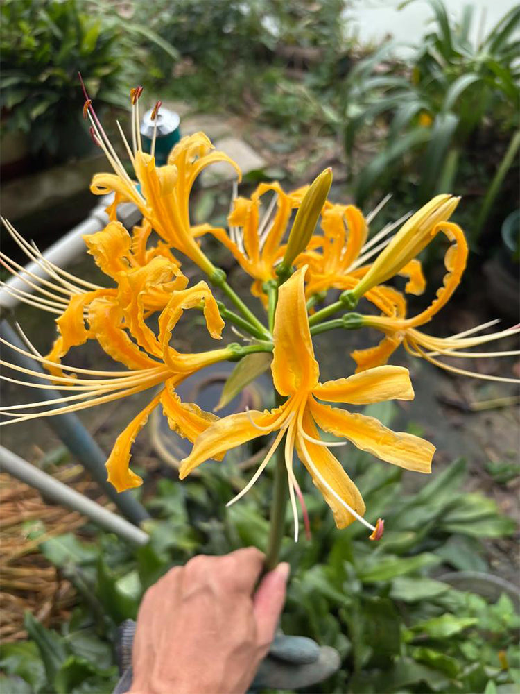 Golden Spider Lily