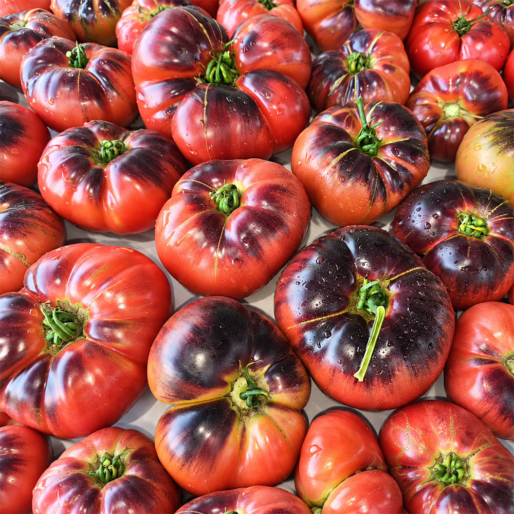 384 Sofia's Purple Apple Tomato