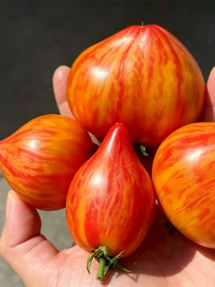 Lyudmila's Dream Tomato