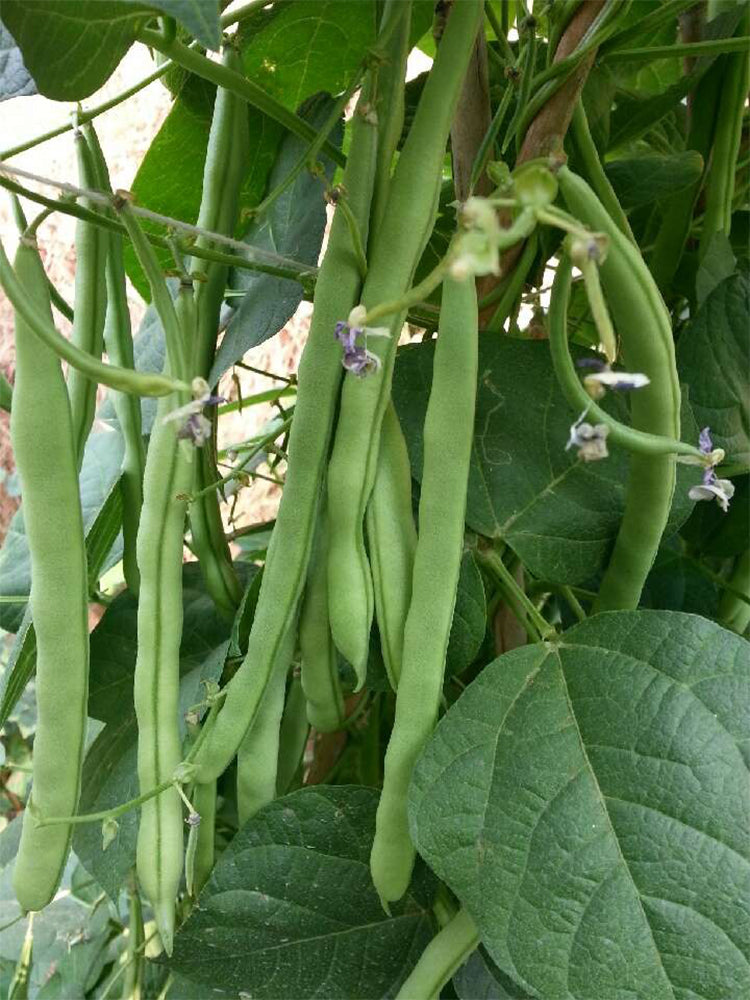 'Shuangqing No.35' Snap Bean