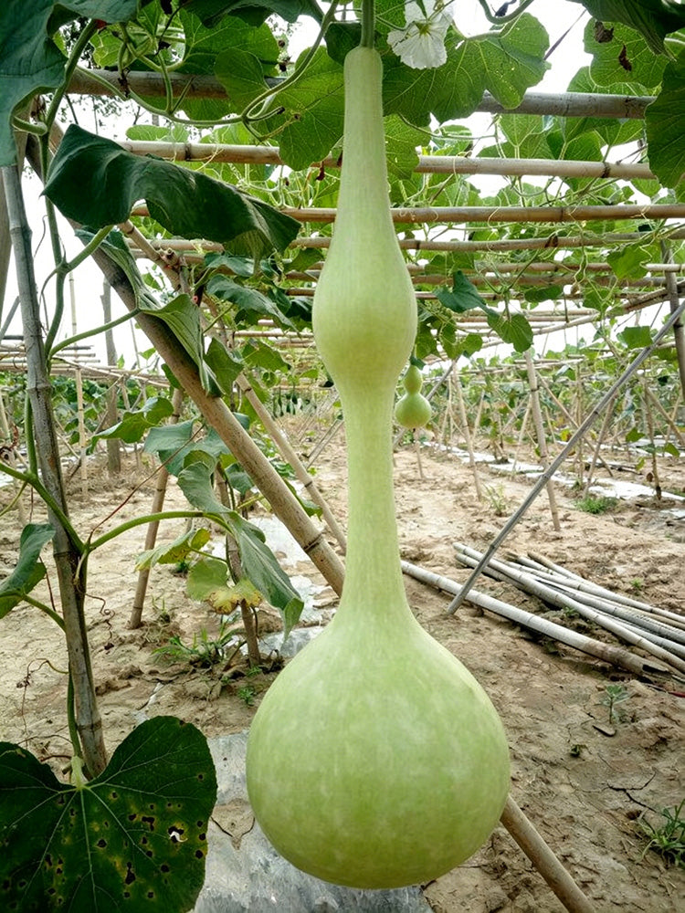 Wild Goose Neck Gourd