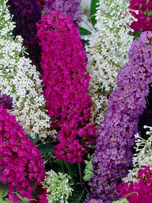 Mixed Butterfly Bush