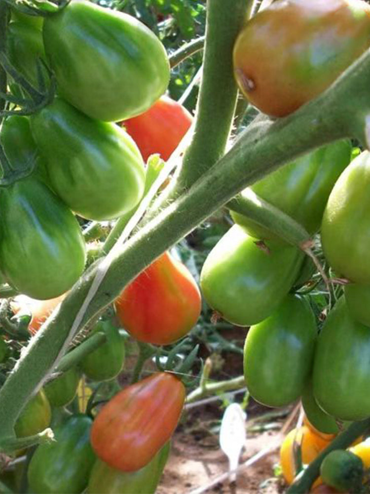 856 Moldovan Garland Tomato