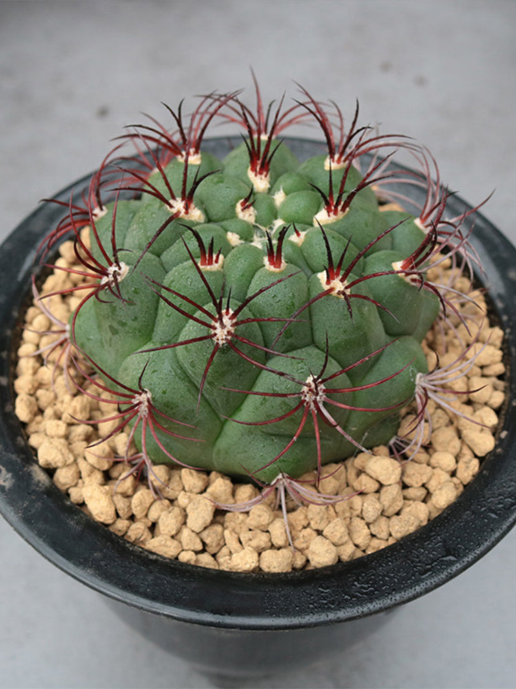 Gymnocalycium saglionis