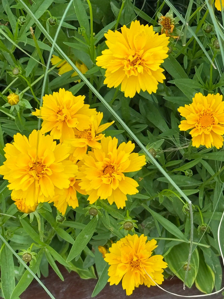 Large-Flowered Tickseed