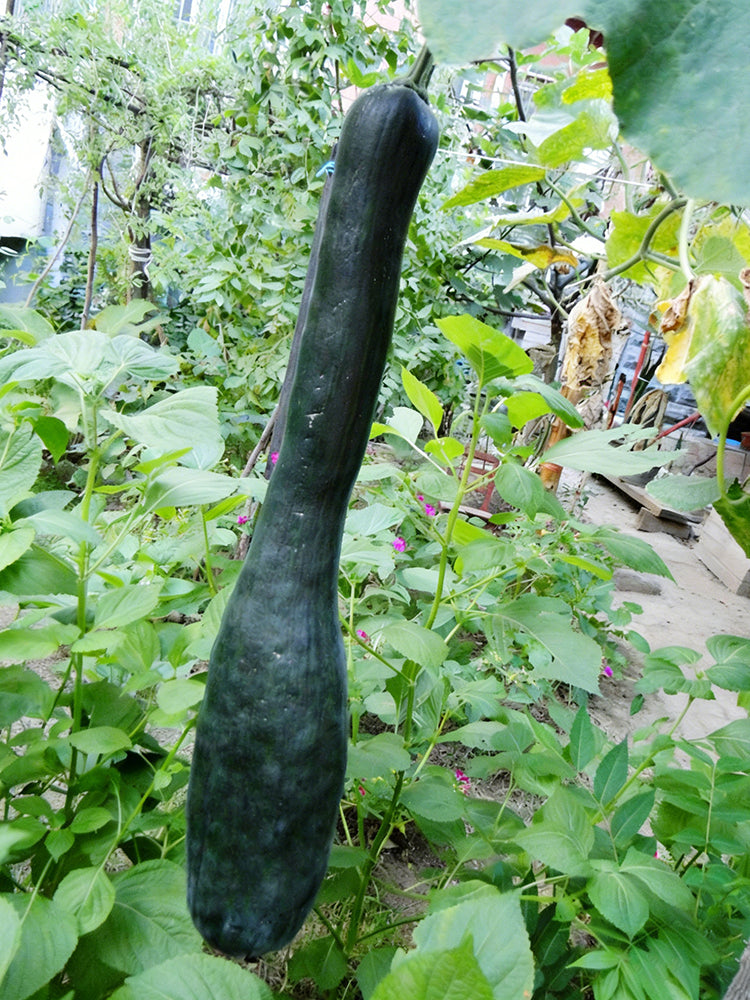 Black Oxleg Black Honey Pumpkin