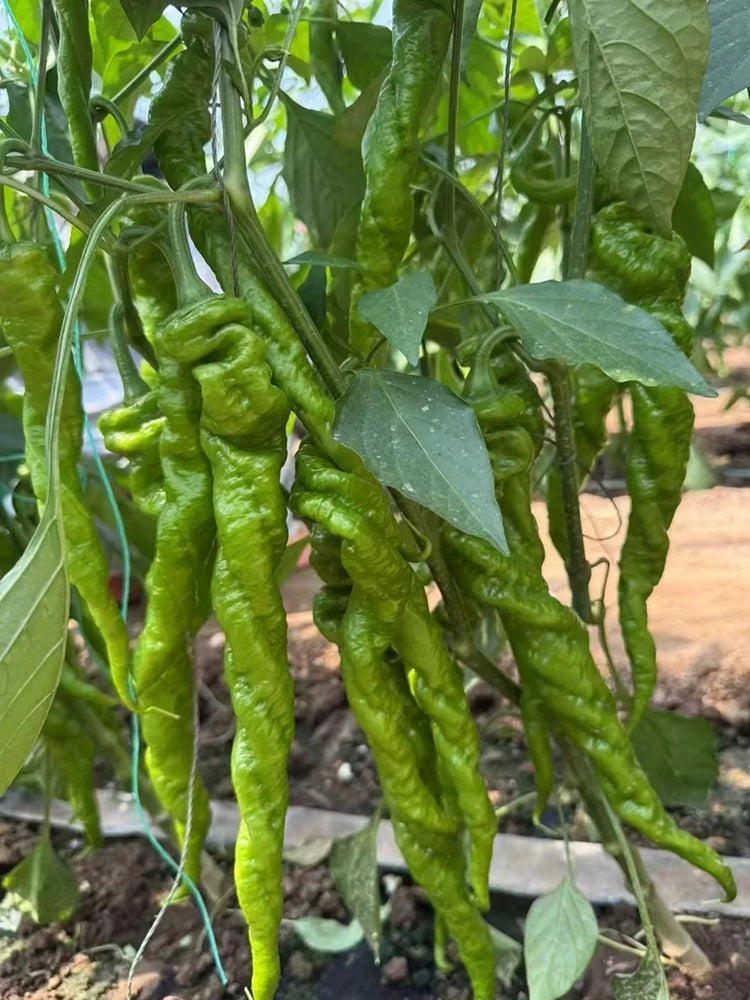 Julong 828 Long Pepper