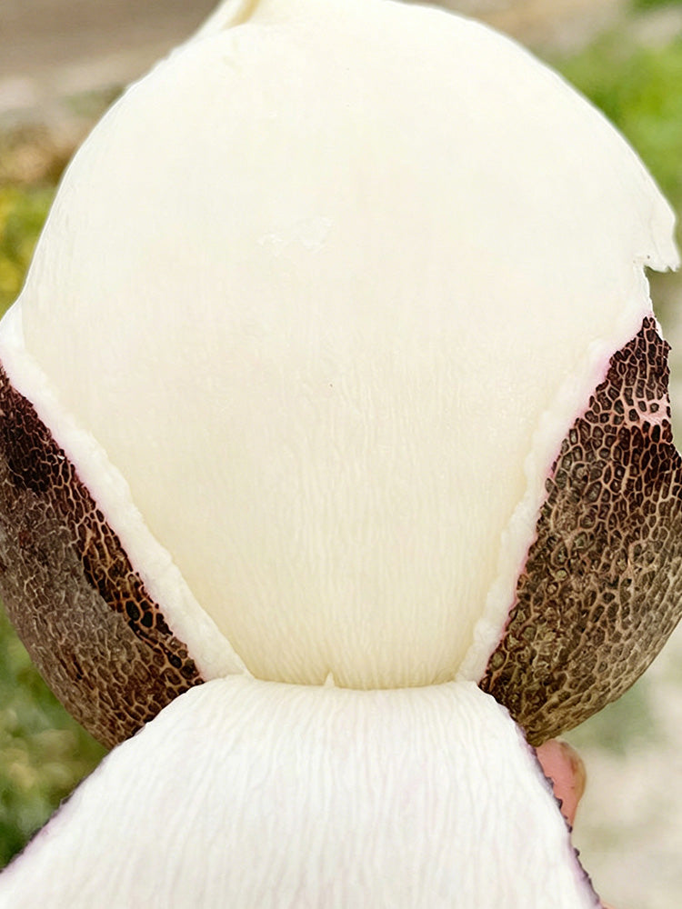 Black Skin Cherry Radish