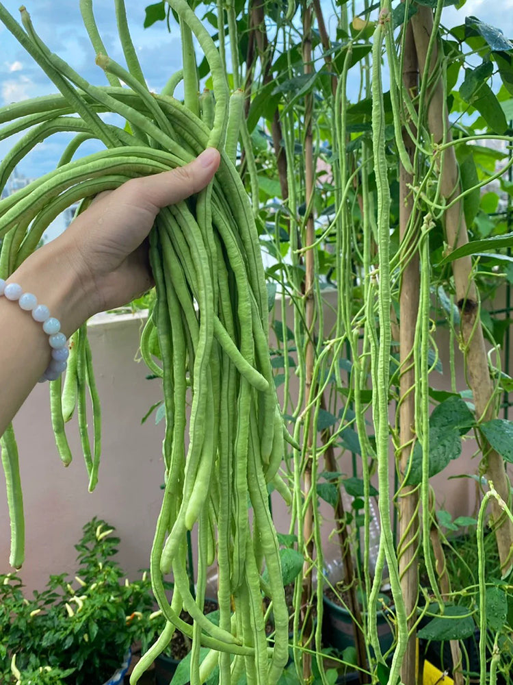 Yuyan Cuiliu Cowpea