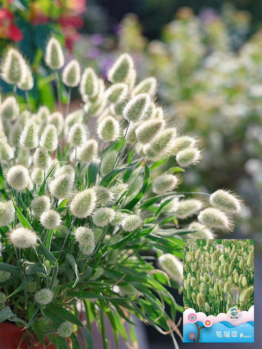 Hezhichun Bunny Tail Grass