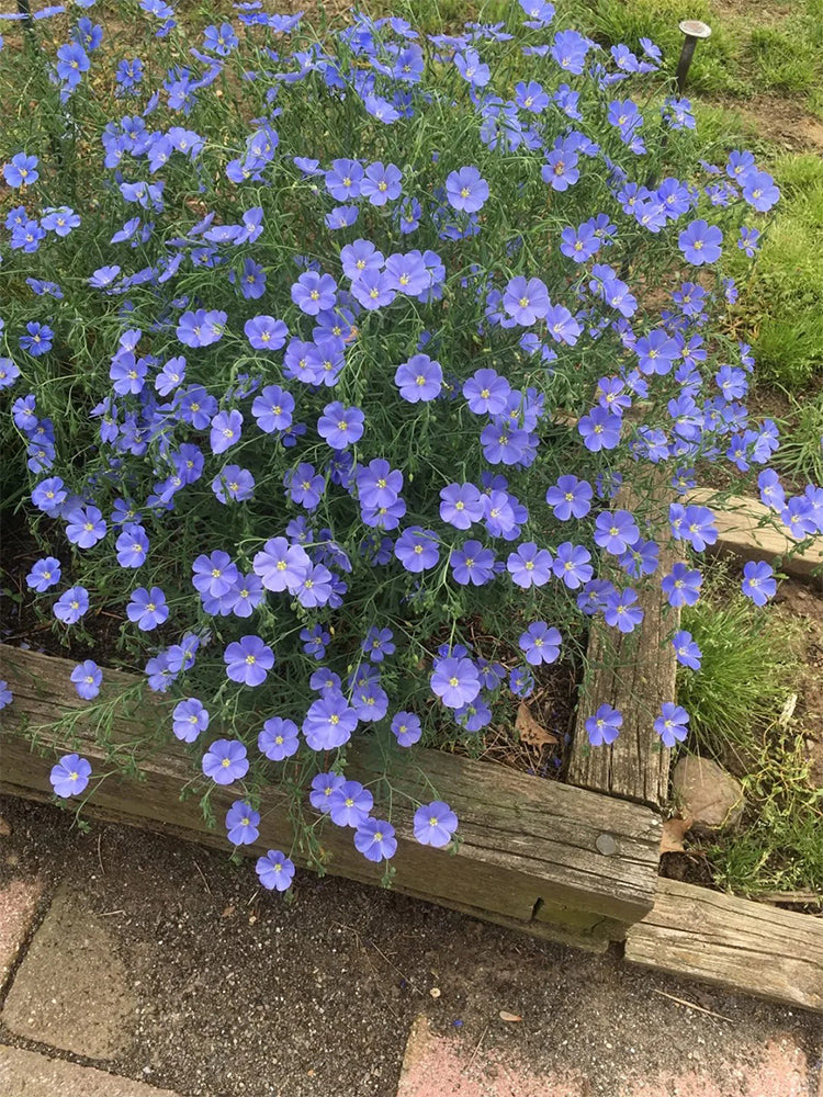 Blue Flax