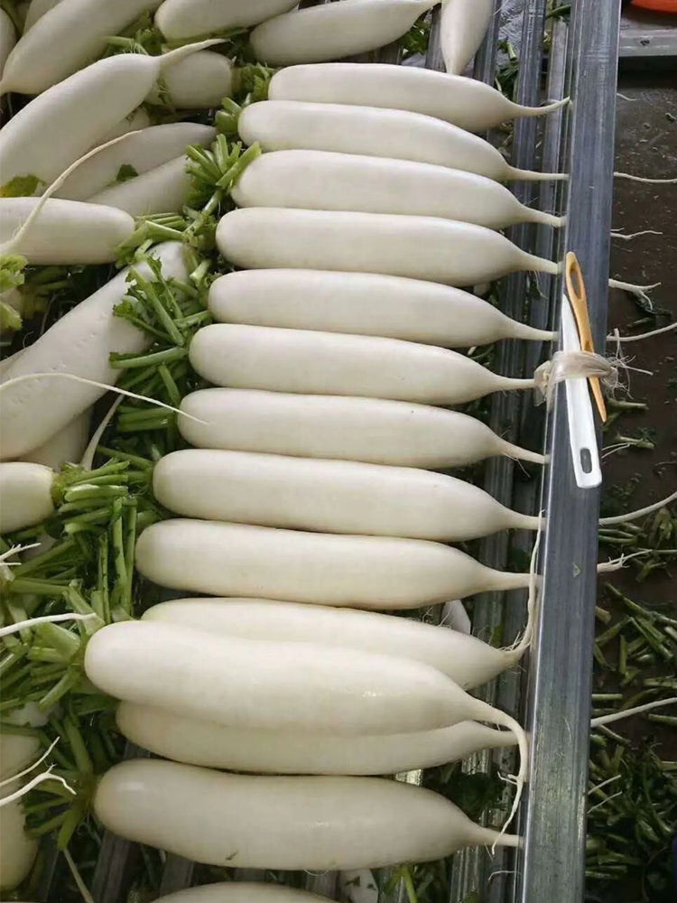 'Guangliang No.22' Radish