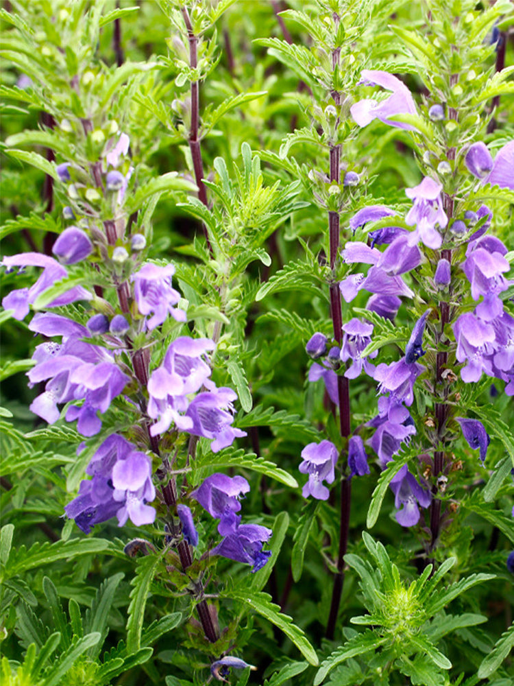 Mountain Mint